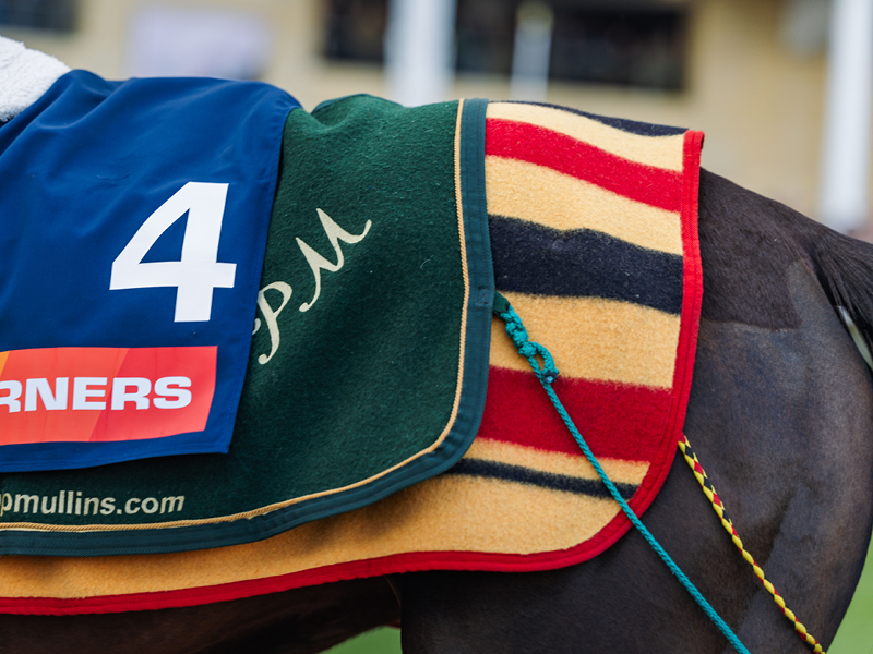 Race horse in the parade ring at Royal Ascot Racecourse