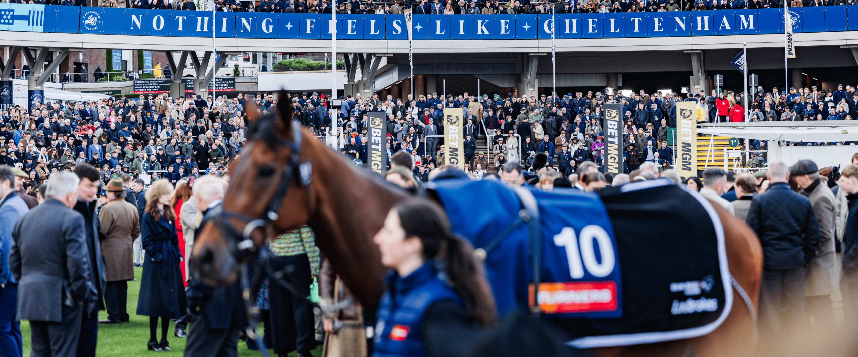 The parade ring at Cheltenham Festival with the crowd and guide walking the horse round before a race