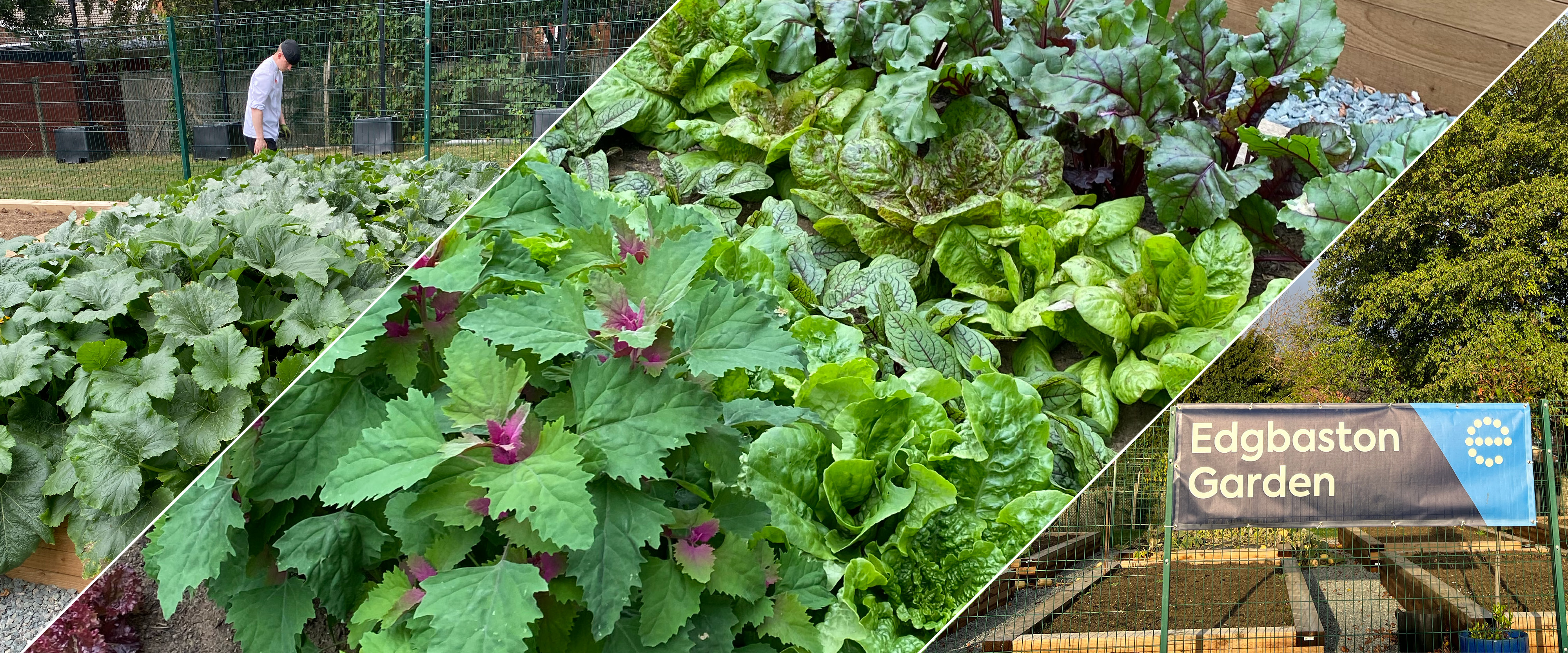 Edgbaston Garden header image