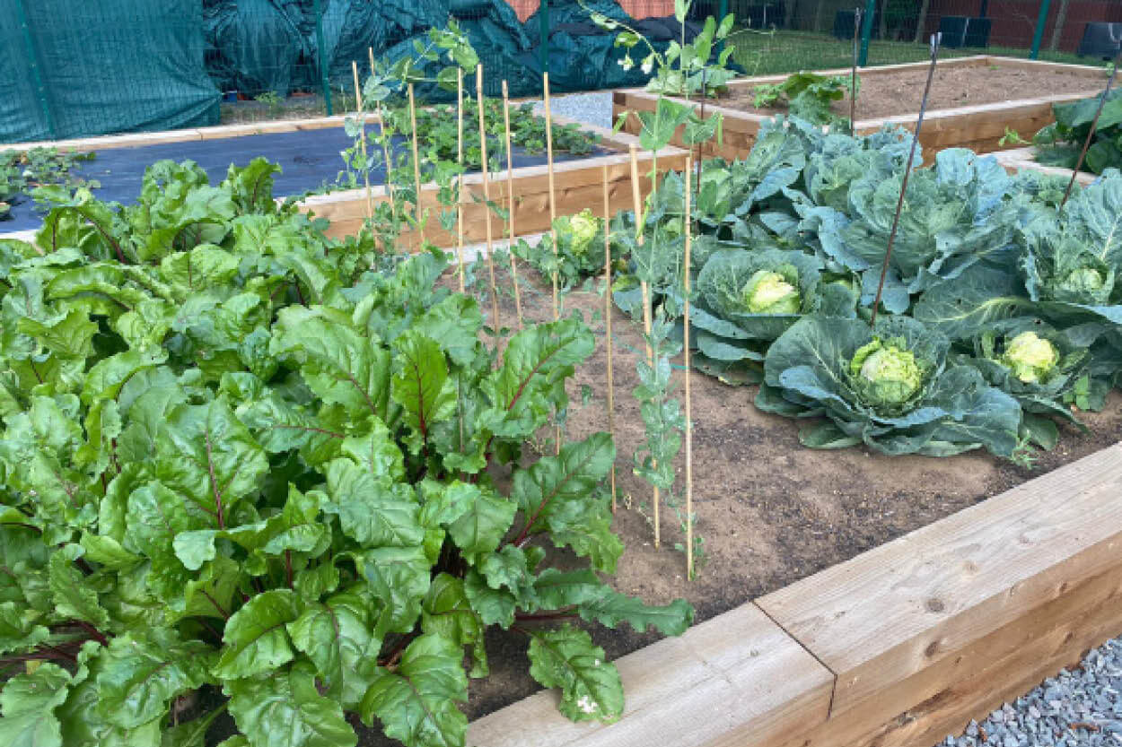 Vegetable patch growing green produce in the Edgbaston Garden for the Go Green Game for the England New Zealand IT20 