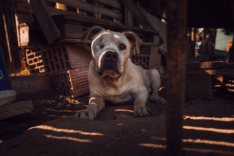 Blind stray dog pictured by Wild at Heart charity in their rescue work