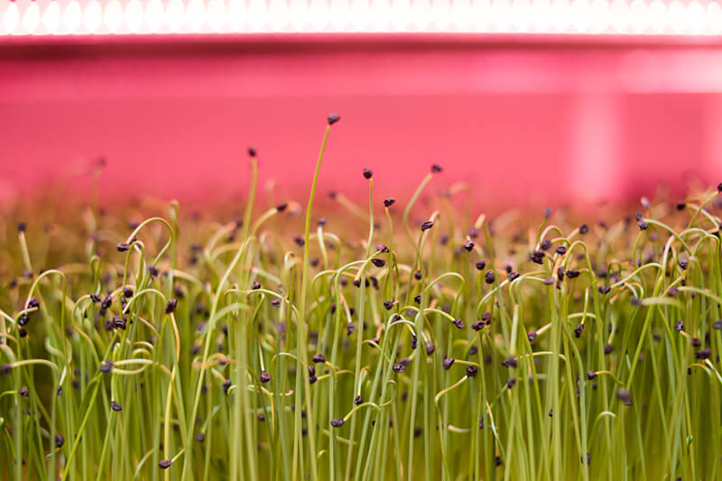 Micro herbs growing in the trays at Growing Underground in their zero carbon farm in Clapham 