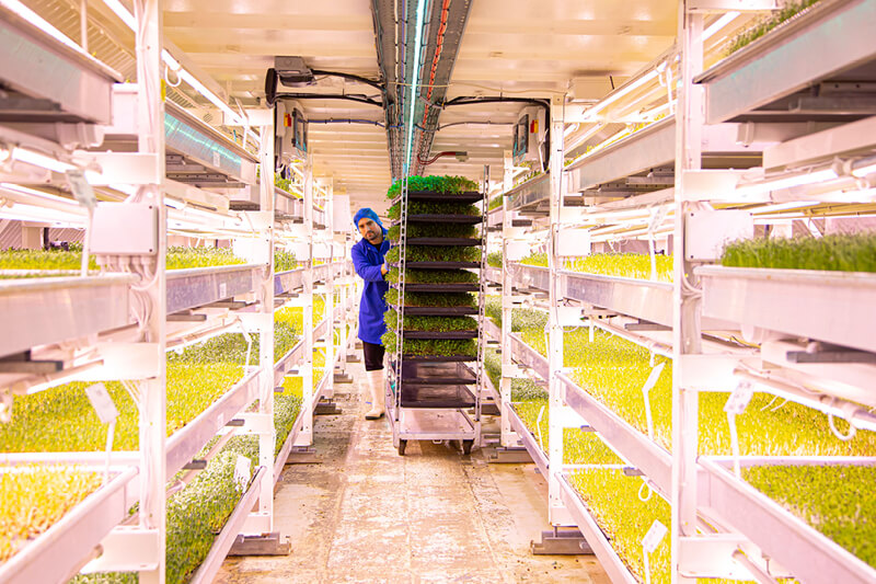 Grower looking after the micro herbs and greens in the Growing Underground disused air raid shelters at Clapham 